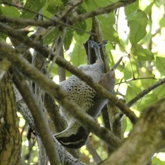 Ptiloris paradiseus