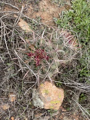 Ferocactus viridescens viridescens