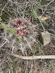 Ferocactus viridescens viridescens