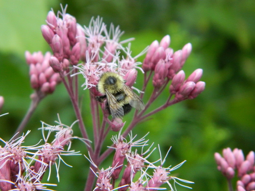 Photo of Half-black Bumble Bee (Bombus vagans)