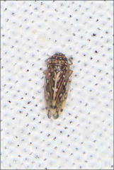 Xestocephalus tasmaniensis