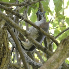 Ptiloris paradiseus