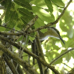 Ptiloris paradiseus