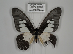Graphium agamedes