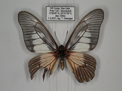 Graphium agamedes