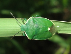 Chlorochroa persimilis