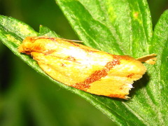 Clepsis pallidana