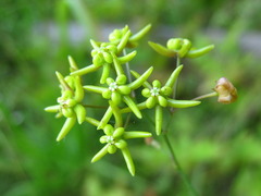 Vincetoxicum pycnostelma