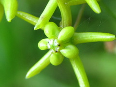 Vincetoxicum pycnostelma