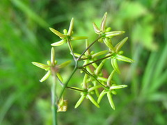 Vincetoxicum pycnostelma