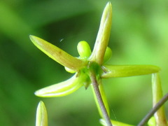 Vincetoxicum pycnostelma