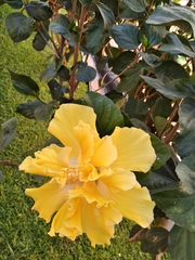 Hibiscus rosa-sinensis