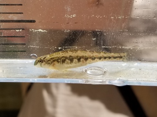 Etheostoma simoterum