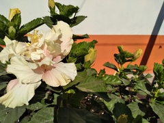 Hibiscus rosa-sinensis