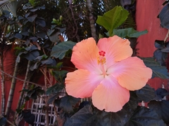 Hibiscus rosa-sinensis