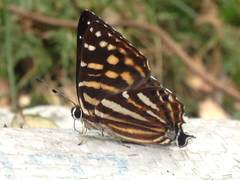 Dodona maculosa