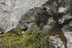 Allium vodopjanovae
