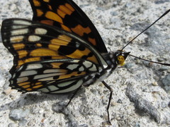 Sephisa princeps