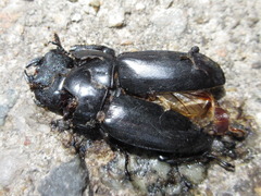 Serrognathus titanus castanicolor
