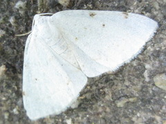 Lomographa bimaculata