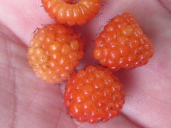 Rubus phoenicolasius