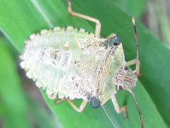 Pentatoma semiannulata