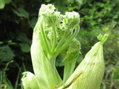 Heracleum moellendorffii