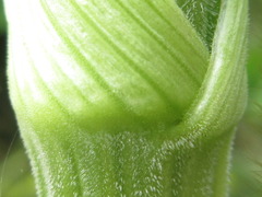 Heracleum moellendorffii