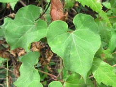 Cynanchum wilfordii
