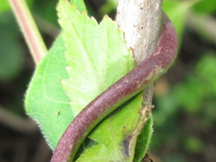Cynanchum wilfordii
