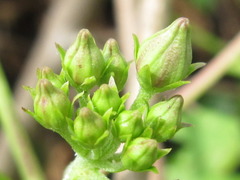 Cynanchum wilfordii