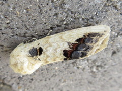Phalera flavescens