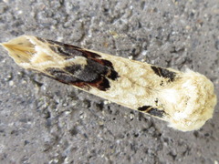 Phalera flavescens