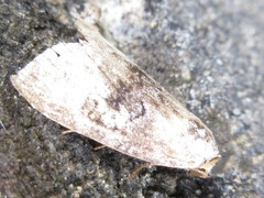 Bryophilina mollicula