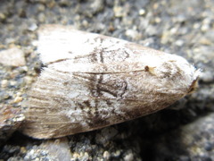 Bryophilina mollicula