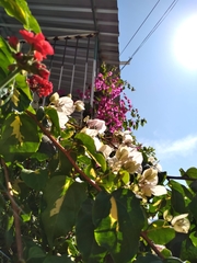 Bougainvillea