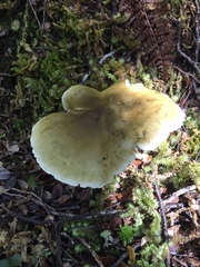 Tricholoma viridiolivaceum