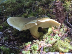 Tricholoma viridiolivaceum