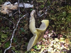 Tricholoma viridiolivaceum
