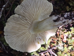 Tricholoma viridiolivaceum