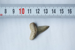 Lamniformes