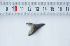 Lamniformes