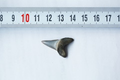 Lamniformes