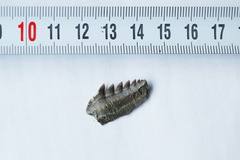 Hexanchidae