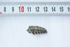 Hexanchidae