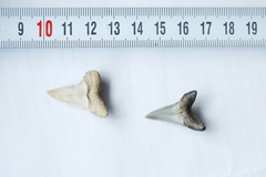 Lamniformes
