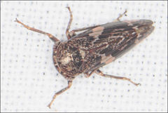 Eurymeloides adspersa