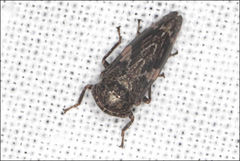 Eurymeloides adspersa