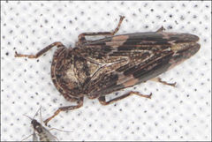 Eurymeloides adspersa