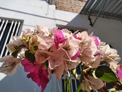 Bougainvillea